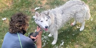 HUSKY.jpg