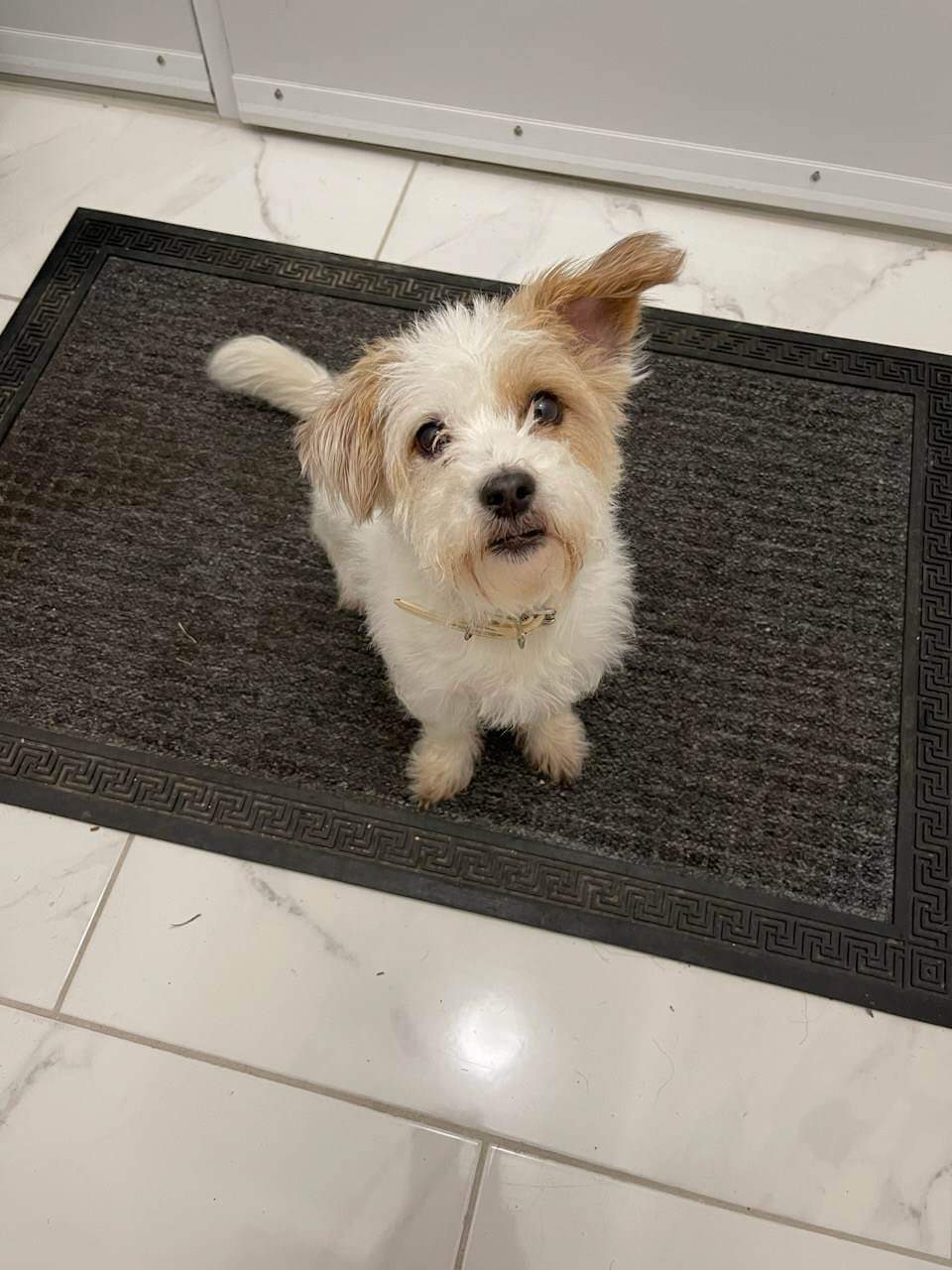 ONE EAR UP.JPG