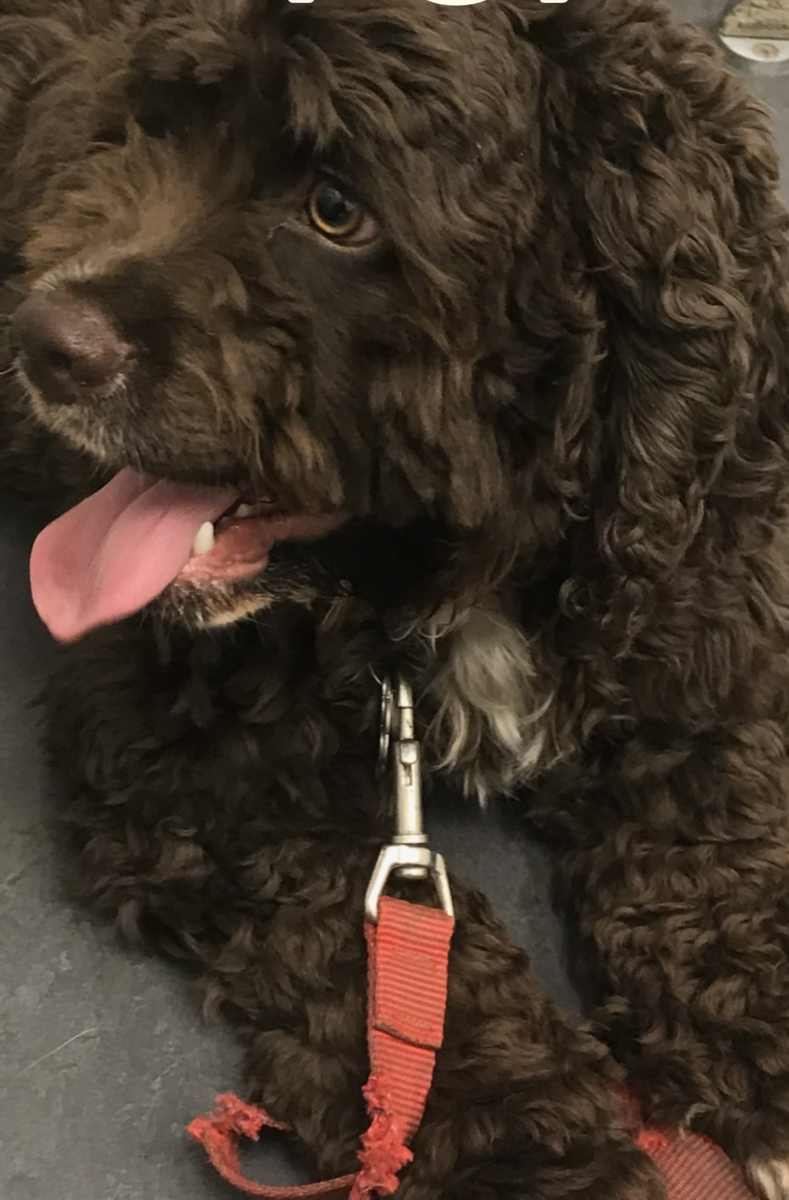 mr. chewie choo choo chewbacca